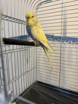 Bozköy Pet Shop