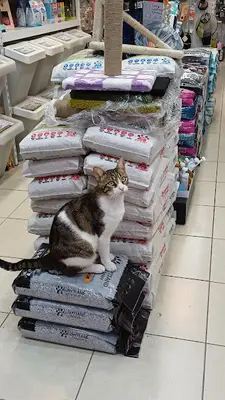 alopetmama