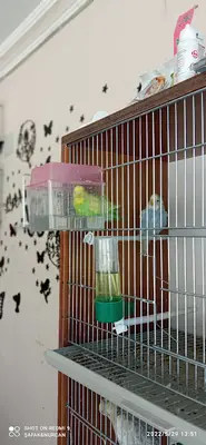 Yıldız pet market