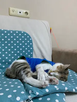 Lilavet Veteriner Kliniği Antalya