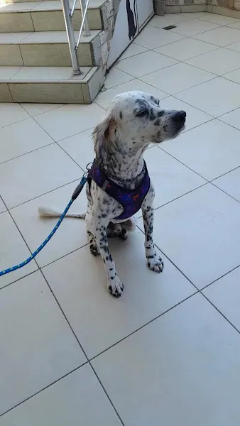 Şanslı Pati Veteriner Kliniği foto 2
