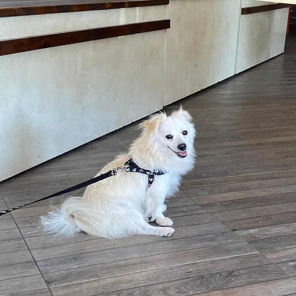 Akdeniz Veteriner Kliniği Gaziantep foto 2