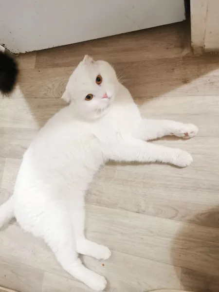Nazım Akvaryum PetShop foto 2