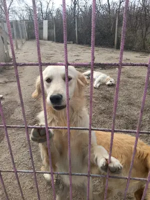 Puppy Pet Evi - Bursa Köpek Çiftliği - Köpek Pansiyonu