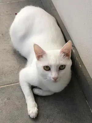 BTN Veteriner Kliniği