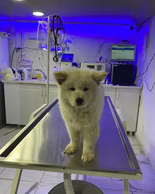 CADDE Veteriner Kliniği- ERZURUM