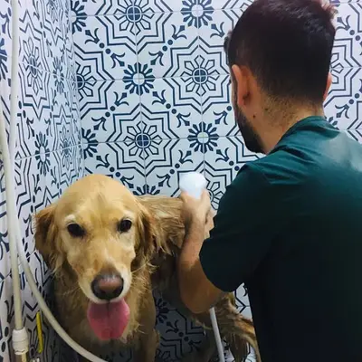 Petonomi Veteriner Kliniği