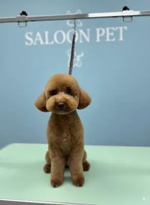 Saloon Pet