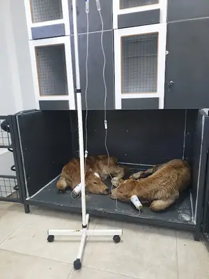 Çözümvet Veterinary Clinic