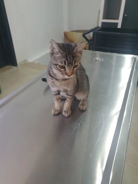 Çözümvet Veterinary Clinic foto 2