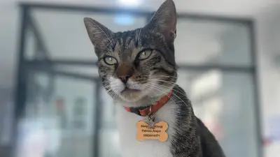 Dünya Veteriner Kliniği