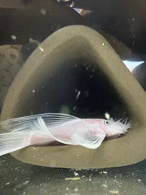plecoTürk