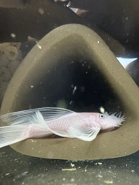 plecoTürk foto 1