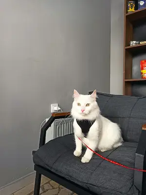 Aktepe Veteriner Kliniği