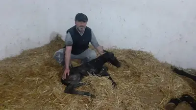 Özel Mahmudiye Veteriner Kliniği