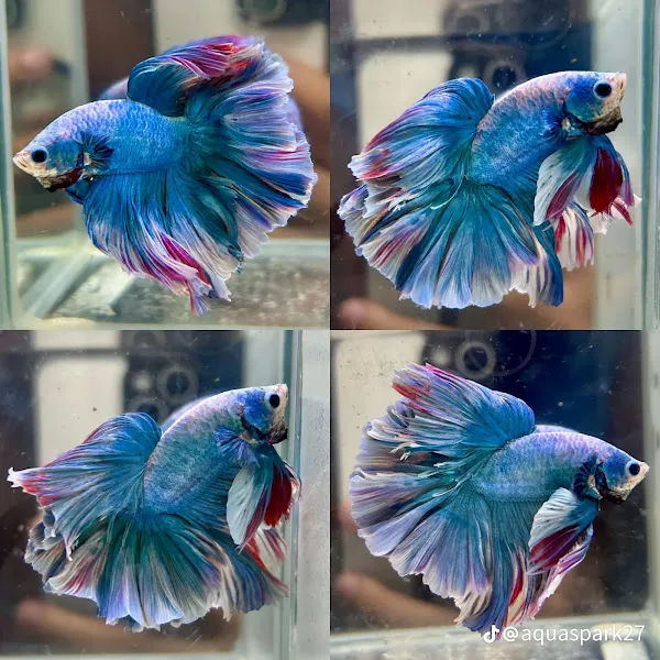 Mini petshop foto 2