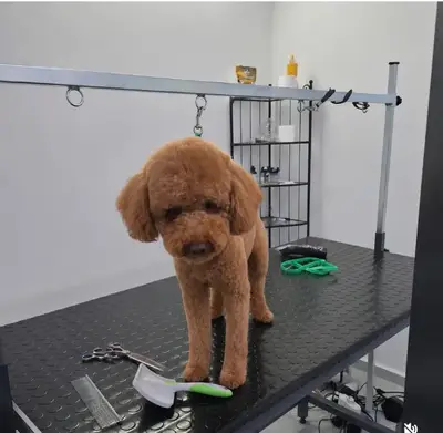 Bambam pet kuafor