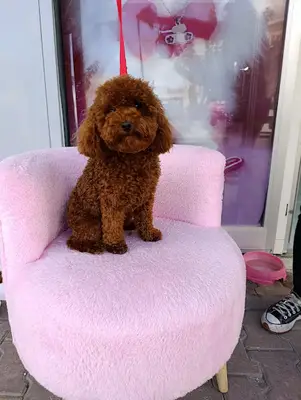 Pati krallığı pet kuaför pet otel
