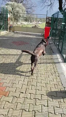 Abidin&Dino Kedi köpek oteli