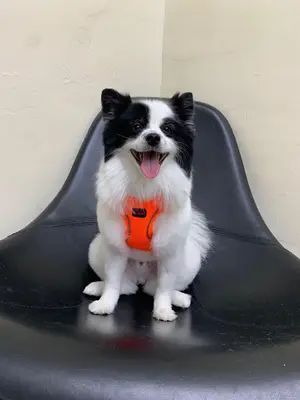 Luna Groomer