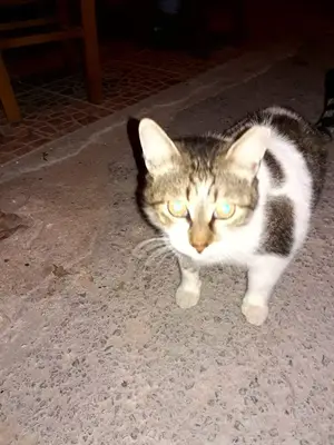 Uzman Veteriner Hekim Nevzat YILDIZLI