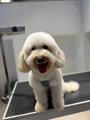 Barks and Bubbles