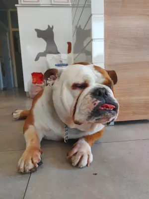 Gazi Veteriner Kliniği