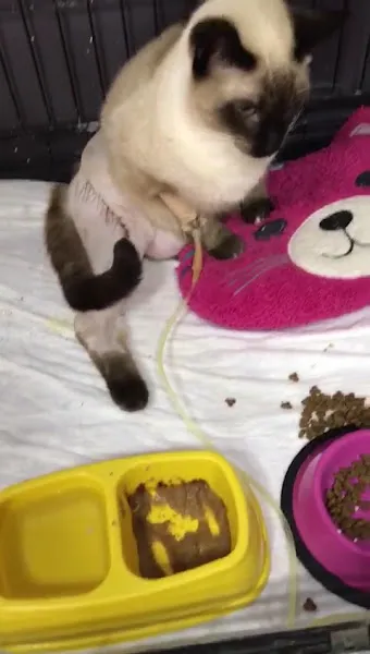 Sempati Veteriner Kliniği foto 2