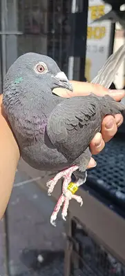 ATEŞ PETSHOP