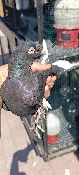 ATEŞ PETSHOP foto 2