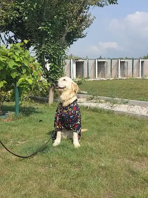 Pati Koleji Bursa Köpek Eğitimi ve Köpek Oteli