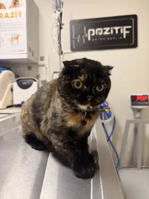 Pozitif Veteriner Kliniği Kayseri