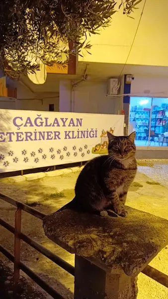 Çağlayan Veteriner Kliniği - 7/24 Nöbetçi Acil Veteriner Kliniği- ветеринар скорой помощи foto 2