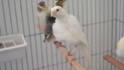 Canary Home