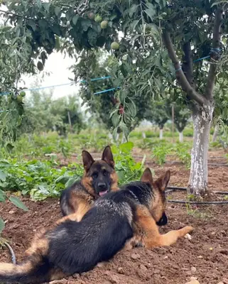 Pet VEGAS Pet OTEL & KREŞ ve Üretim çifliği