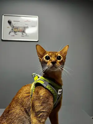 Vetinova Veteriner Kliniği