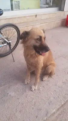 Veteriner Hekim Gülşen Aydın