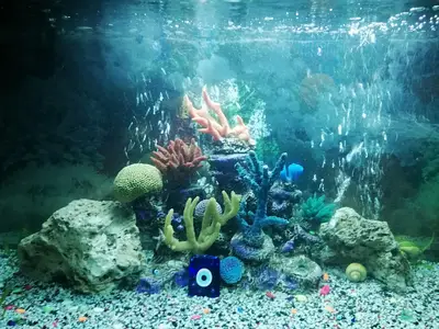 Oskar Petshop ve Hayvan Sağlığı
