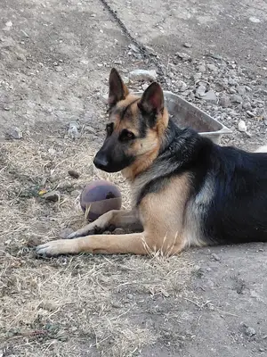 Bursa Köpek pansiyonu fotoğrafı