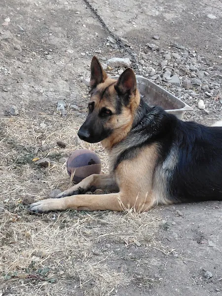 Bursa Köpek pansiyonu foto 1