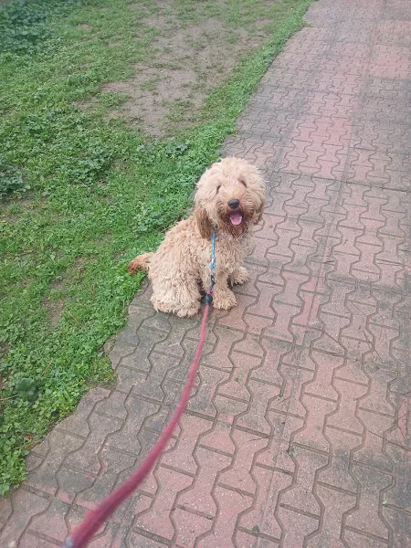 Bursa Köpek pansiyonu foto 2