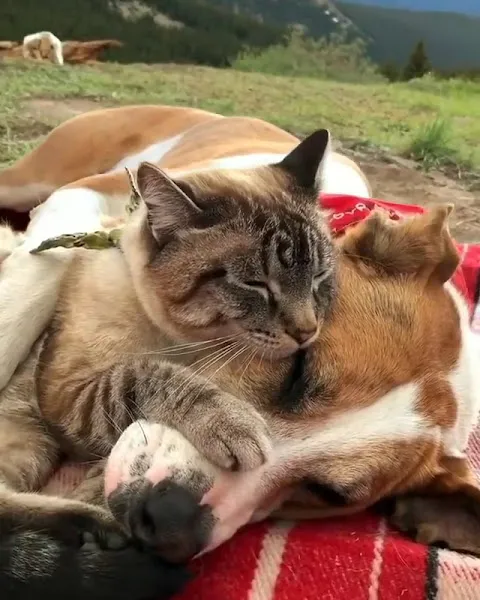 MEDİVET&KAYA KLİNİĞİ PETSHOP foto 2