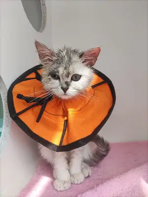 Ayza Veteriner Kliniği (Keçiören)