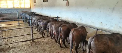 Mısır Sılajı Bolat Ticaret