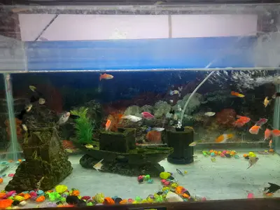 ÇINAR PETSHOP