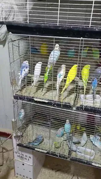 Flamingo Pet Market foto 2