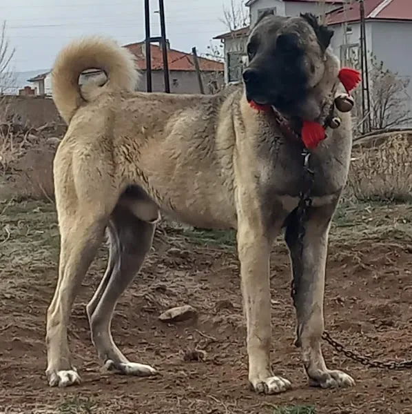 veteriner fazlı foto 2