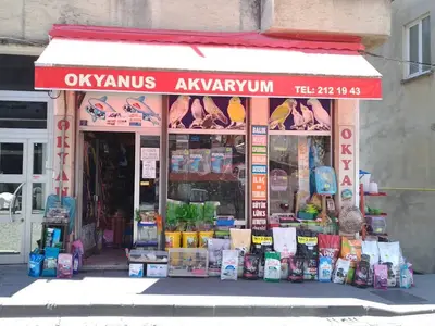 Muhabbet Kuşu Üretimi / Sümeyyenin Kuşçiftliği