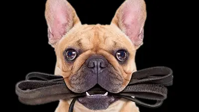 Başkan DogClub Gebze Köpek OTELİ KÖPEK EĞİTİMİ