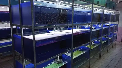 Ortadoğu Akvaryum Tropikal Balık Deposu
